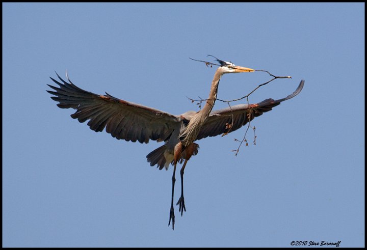 _0SB6859 great-blue heron bring nesting material.jpg
